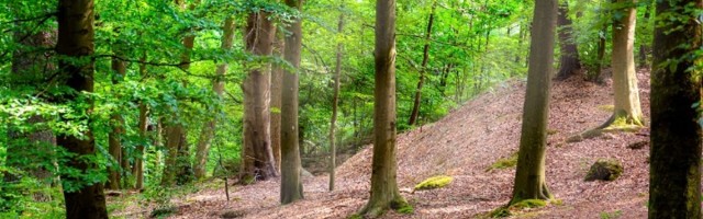 Šetao šumom i našao blago staro 2.500 godina (FOTO)