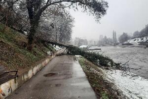 Дрво пало на шеталишту у Ужицу, мајка и троје деце пуштени кући после прегледа у Дому здравља