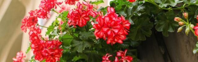 Cvetaće kao ludo na proleće! 5 vrsta cveća koje u februaru možete da posadite u žardinjere