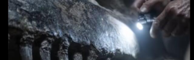 Откривени остаци праисторијске ајкуле