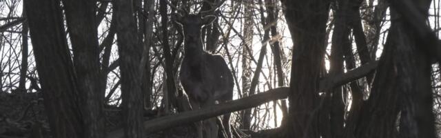 Dušan ima jedinstvenu farmu u Srbiji: Samo on ima ove retke primerke, a jedan BELI LEPOTAN se posebno ističe!