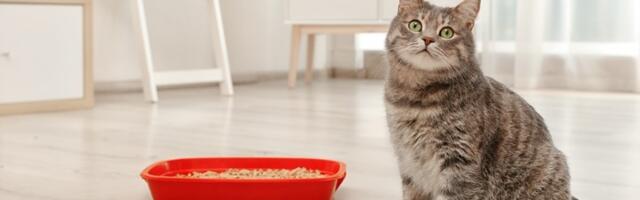 Zašto mačka ODBIJA DA JEDE? Razlog može biti totalno NEOČEKIVAN