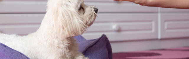 UHAPŠEN U ITALIJI ZBOG ŠVERCA PASA Prodao više od 200 štenaca bez papira u okolini Bolonje