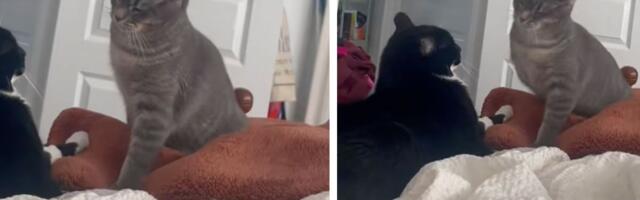 Tronoga mačka UDARA šamare ŠAPOM KOJU NEMA: Mogu li životinje da osete bol u fantomskim udovima