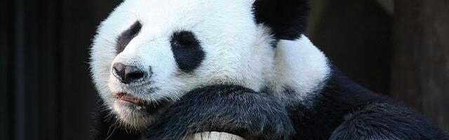 Kina šalje dve pande Sjedinjenim Američkim Državama