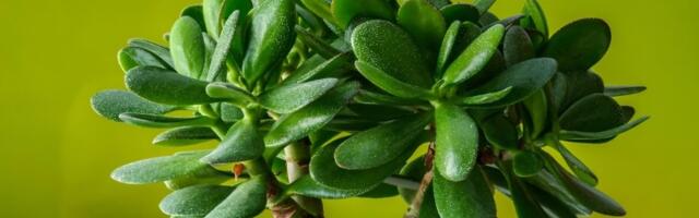 Drvo novca može da PROCVETA: Pomešajte 2 sastojka i dodajte u saksiju, bujaće kao ludo (FOTO)