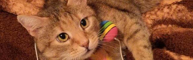 Nestala MAČKA na starom kružnom toku na Karaburmi, vlasnik apeluje na građane; Da li ste videli Čiču?