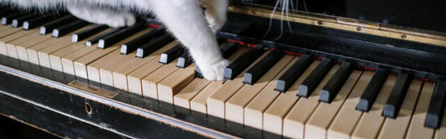 Музика која умирује псе и мачке