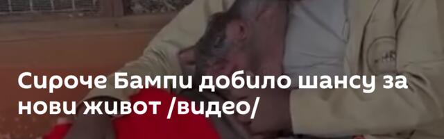 Сироче Бампи добило шансу за нови живот /видео/