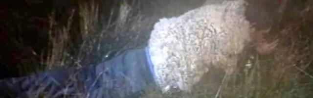 Ubica pokušao da pobegne iz zatvora u Boliviji prerušen u ovcu