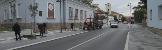 Ulicu Cara Dušana krasiće 12 stabala kuglastog jasena