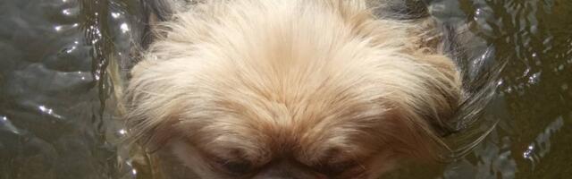 RAZMIŠLJANJE JEDNOG OBIČNOG SRPSKOG PSA