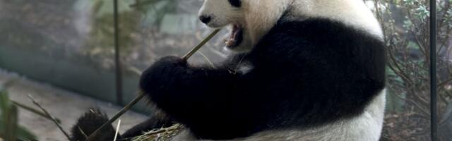 Izuzetno otkriće kineskih naučnika: Džinovske pande koriste alat!