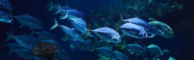 Човечанство познаје само десетину морских врста