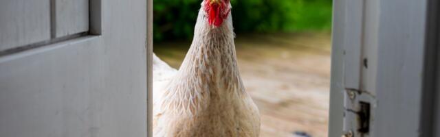 Kokoška iz Viskonsina zadivila svet: Polet zalutala u noći, ali se vratila kući i OVAKO OBAVESTILA vlasnike