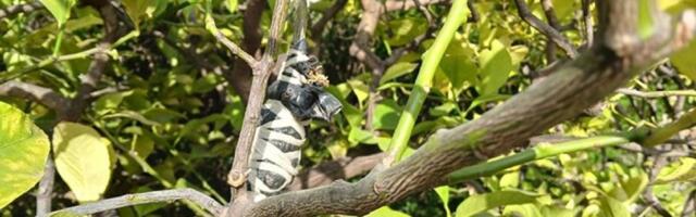 Kako joj uspeva? Stari su od 20 do 40 godina, a plodovi kao pesnice