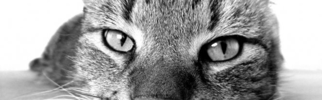 OVAKO NEŠTO JOŠ NISTE VIDELI! Maca kopira gazdu