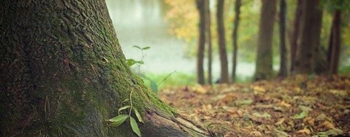 Počela akcija pošumljavanja Nacionalnog parka Fruška Gora