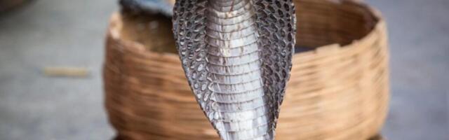 Užas u Hurgadi: Kobra ujedom ubila nemačkog turistu usred predstave pred porodicom