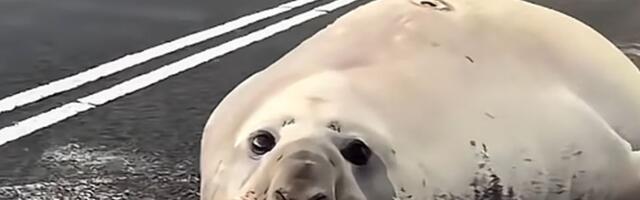 VIDEO: Omiljena australijska foka stalno uništava saobraćajne čunjeve - i sve je veća