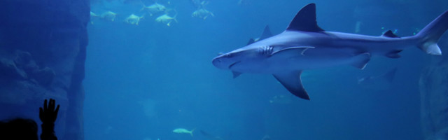 Ajkula ga je ščepala i vukla za ruku dok je pecao, ali je uspeo da se izbori (VIDEO)