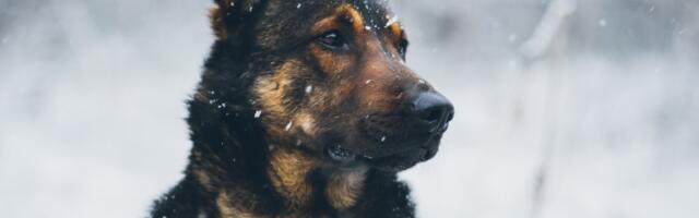 Belgijska Molinoa zvnaično najpamenija vrsta psa na svetu