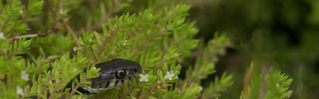 GMIZAVAC PRESTRAVIO LJUDE U CENTRU GRADA: Niko ne zna kako je došao dovde - stručnjak otkriva: "REČ JE O NAJDUŽOJ EVROPSKOJ ZMIJI"