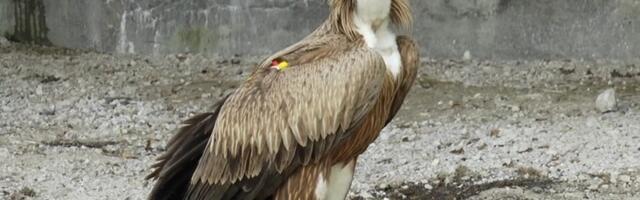Појавио се белоглави суп Дарко - пре 15 година упао у Сјеничко језеро и нестао
