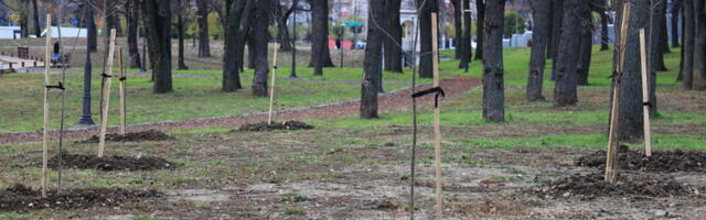 Kragujevac nastavlja ozelenjavanje - 2.000 novih stabala do kraja godine