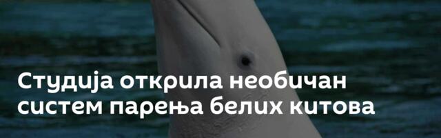 Студија открила необичан систем парења белих китова