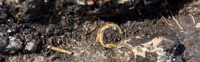 Svinjarička čuka: grob žene u zlatu star 4.500 godina – jedinstven na Balkanu