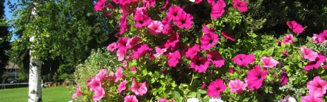 Ova biljka cveta od proleća do mraza, a sadi se u aprilu: Ko ovo uradi sada, imaće terasu iz kataloga