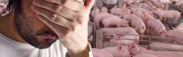 AFRIČKA SVINJSKA KUGA U HRVATSKOJ: Hitno usmrćene sve životinje, zaraza se širi u Osječko-baranjskoj županiji!
