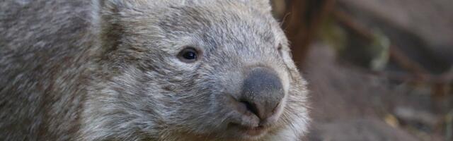 Vombat - Šarmantni torbar Australije