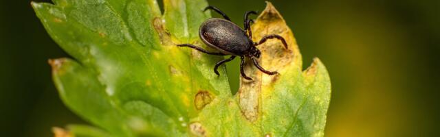Pazite se! Krpelji prenose lajmsku bolest, evo kako izgledaju prvi simptomi i kada se javljaju