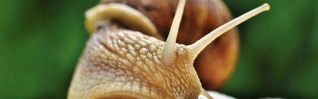 Francuskom farmeru ukradeni puževi vredni 100.000 evra