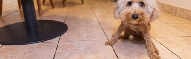 Zašto pas POVRAĆA ŽUTI SADRŽAJ: Kako razlikovati bezazlene uzroke od onih koji zahtevaju pomoć veterinara