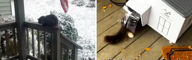 Žena nije mogla da udomi uličnu mačku, ali joj je kupila POKLON koji je osvojio Internet