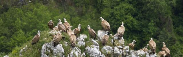 Alarmantno stanje u Srbiji: Jedna vrsta ptica je potpuno nestala!