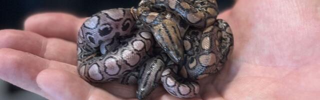 RONALDO iz Britanije po drugi put POSTAO MAJKA: Usamljena dugina zmija ponovila devičanski porođaj