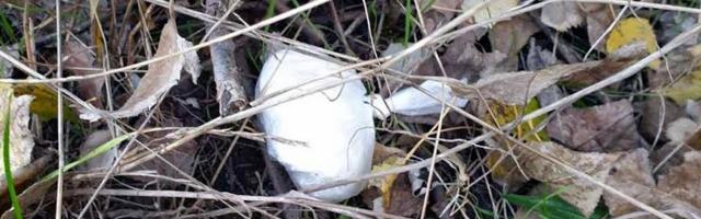 UHAPŠEN DILER DROGE