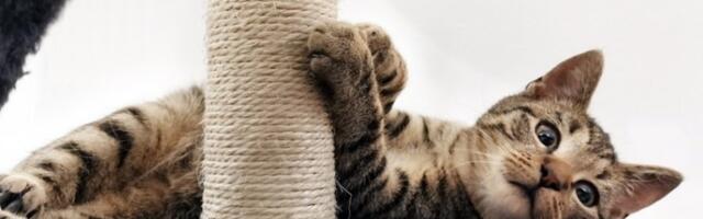 Ako vam je mačka budna i oglašava se noću, to može da znači samo JEDNO