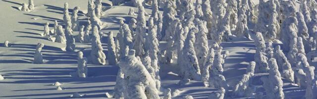 Da li ste čuli za snežna čudovišta – jedno od najneobičnijih zimskih čuda sveta?