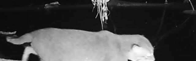 Једна од најређих мачака на свету поново се појавила након 30 година (ВИДЕО)