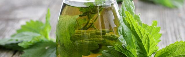 Sirup od koprive: Prirodni eliksir za jačanje organizma