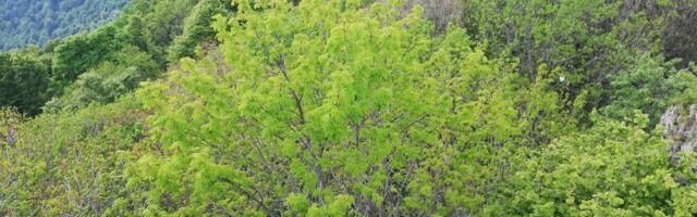 99 odsto ove srpske planine je pod šumom: Zovu je "plava planina" zbog brojnih izvora vode