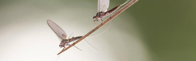 Тајна старија од диносауруса: научници коначно дешифровали „плес” водених мушица