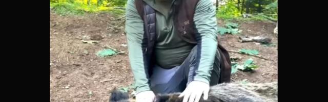 Duško drži medveda za gušu, glava mu kao TRI LJUDSKE! Evo šta se krije iza snimka koji šokira javnost