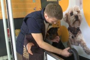 Перионица за псе, и пас и купатило чисти