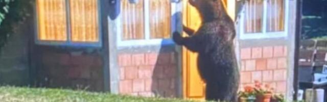 Divljina na pragu: Medved „pokucao“ na vrata porodice u selu Draga kod Tutina